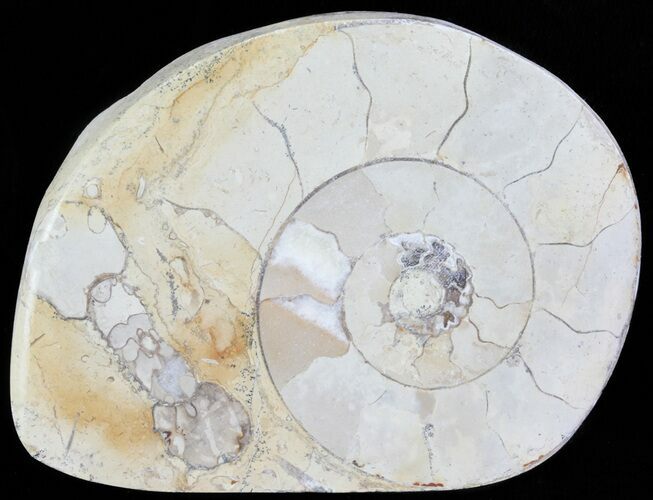 Cut and Polished Lower Jurassic Ammonite - England #62573